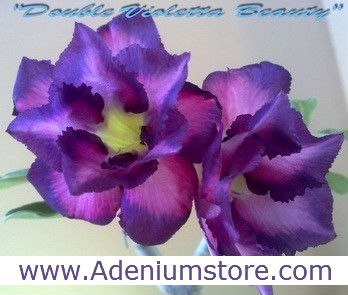 (image for) New Rare Adenium \'Double Violetta Beauty\' 5 Seeds